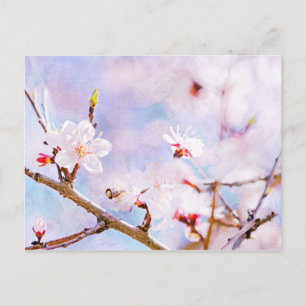 Cartão Postal Cereja Japonesa - Sakura em Bloom