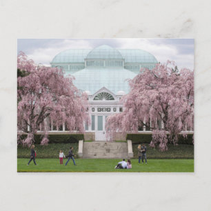 Cartão Postal Cereja-Pia-Rosa-Rosa do Jardim Botânico de Nova Io