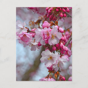 Cartão Postal Cereja rosa floresce