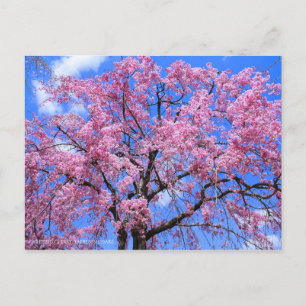 Cartão Postal Cereja-Vestígio (Yaebenishidare) [Cartão-postal]