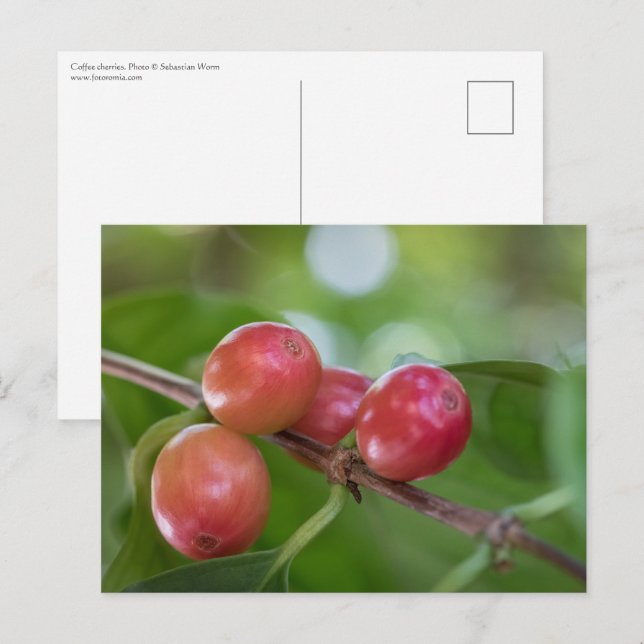 Cartão Postal Cerejas De Café (Frente/Verso)