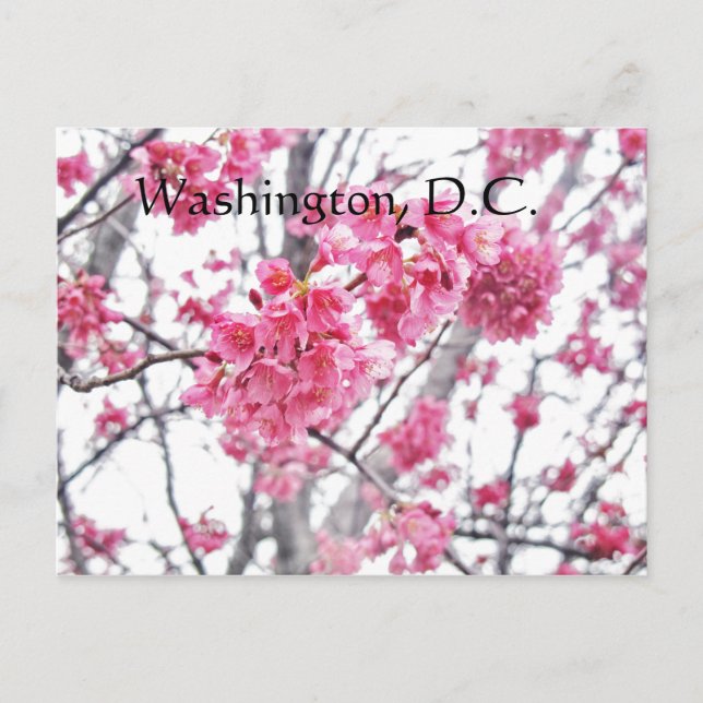 Cartão Postal Cerejeira em flor Washington, D.C. (Frente)