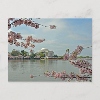 Cartão Postal Cerejeiras Cor-de-Rosa e o Jefferson Memorial