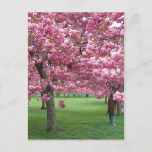Cartão Postal Cerejeiras floradas