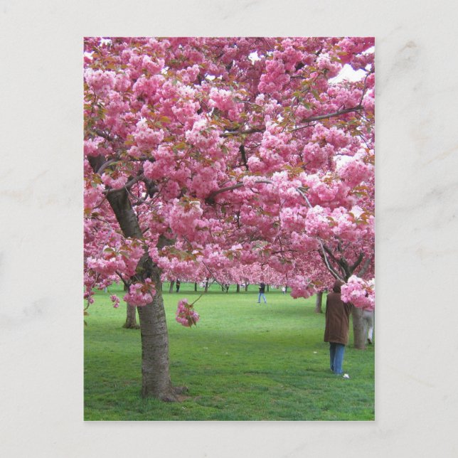 Cartão Postal Cerejeiras floradas (Frente)