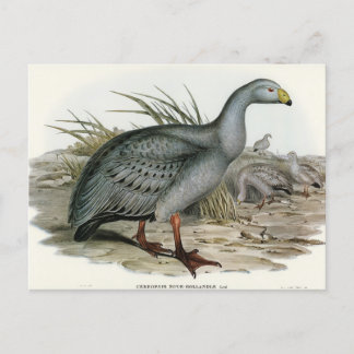 Cartão Postal Cereopsis Goose por Elizabeth Gould