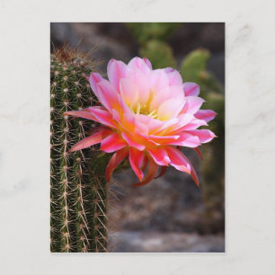 Cartão Postal Cereus in Pink Cactus bloom