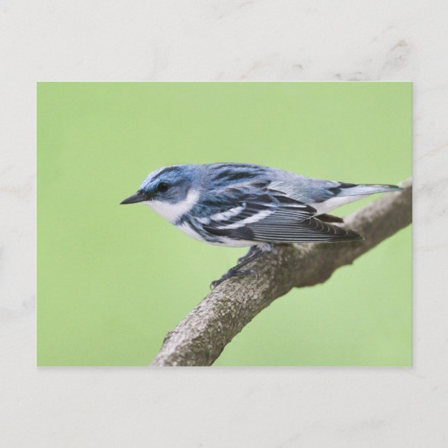 Cartão Postal Cerulean Warbler (Frente)