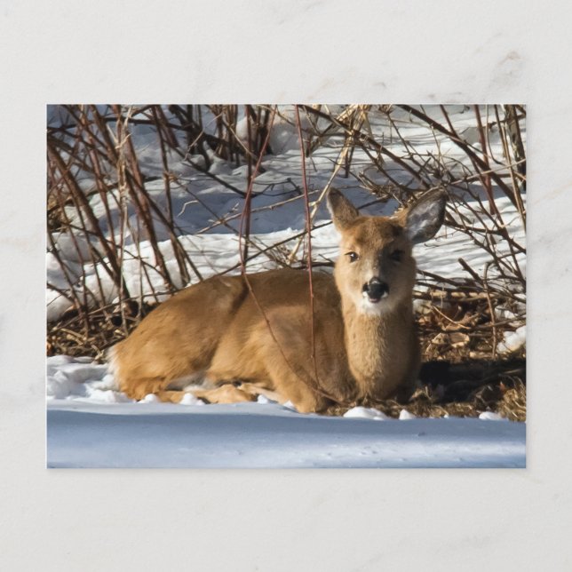 Cartão Postal Cerveja deitada na grama (Frente)