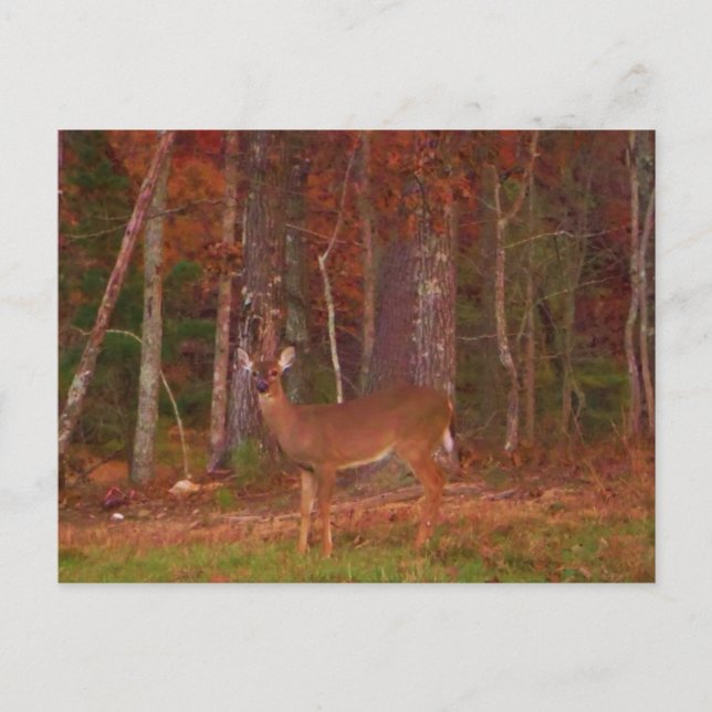 Cartão Postal Cerveja, Grama Verde, folhas vermelhas e Douradas (Frente)
