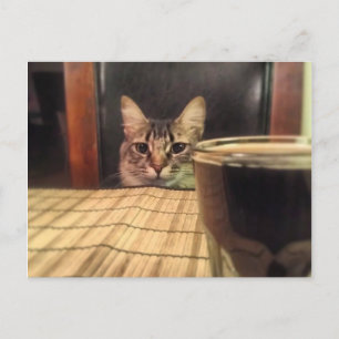 Cartão Postal Cerveja Sup? Humor Divertido Foto de Gatinho Fotog