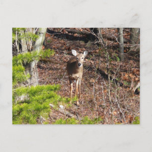 Cartão Postal Cervo Adorável na Fotografia da Natureza na Flores