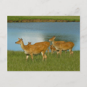 Cartão Postal Cervo Animal Natureza Paz Amor Destino Diversão Ar