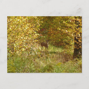 Cartão Postal Cervo da Pensilvânia no Outono na Natureza