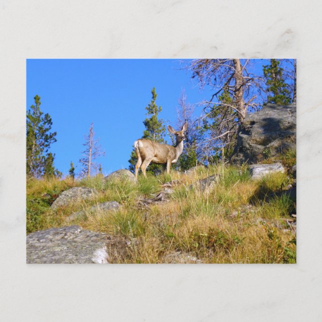 Cartão Postal Cervo das Montanhas Rochosas (Frente)