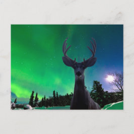 Cartão Postal Cervo-mula e aurora boreal