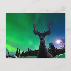 Cartão Postal Cervo-mula e aurora boreal