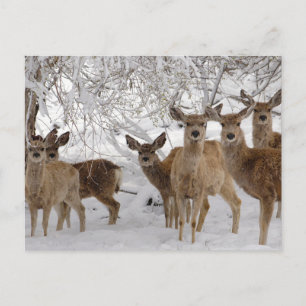 Cartão Postal Cervo Mula Wyoming