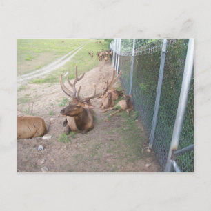 Cartão Postal cervo reno alce cervo engaiolado