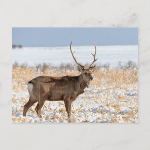 Cartão Postal Cervo Sika em um Campo Nevado Japão