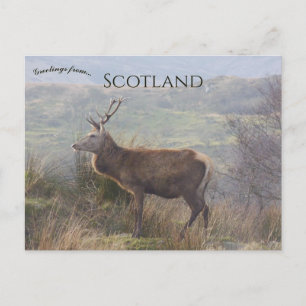 Cartão Postal Cervo-vermelho em Islay Escócia