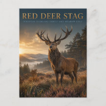 Cervo Vermelho Stag Terras Altas Prado ANIMAIS