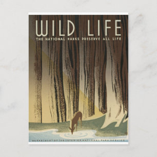 Cartão Postal Cervos & córrego