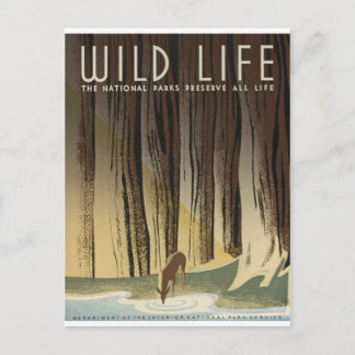 Cartão Postal Cervos & córrego