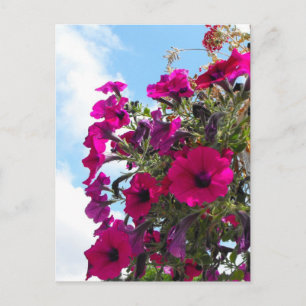 Cartão Postal cesta de flores de petúnia rosa no céu azul