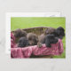 Cartão Postal Cesto de cachorros labradores (Frente/Verso)