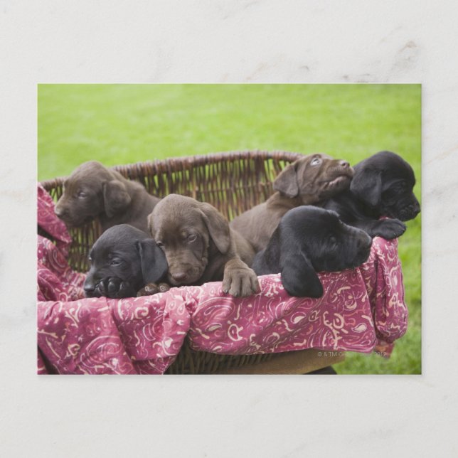 Cartão Postal Cesto de cachorros labradores (Frente)