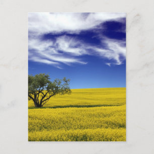 Cartão Postal Céu de Canola, Saskatchewan, Canadá