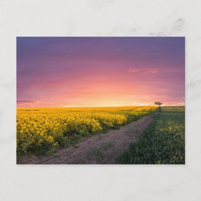 Cartão Postal Céu Rosa À Noite (Frente)