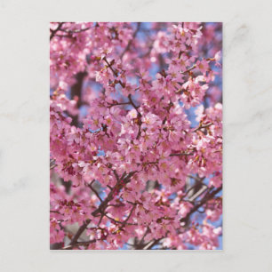 Cartão Postal Céu Rosa Flor de Cerejeira Sakura