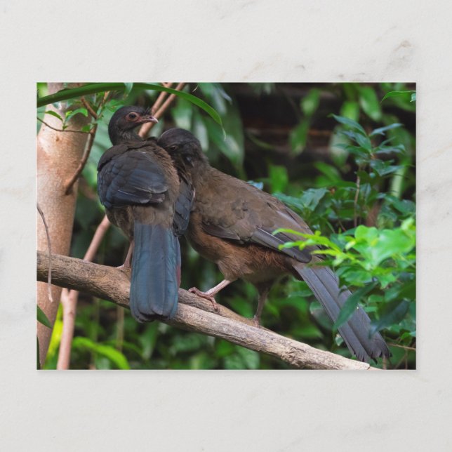 Cartão Postal Chaco chachalacas (Frente)