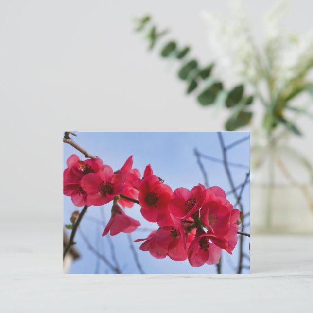 Cartão Postal Chaenomeles speciosa (Em pé/Frente)