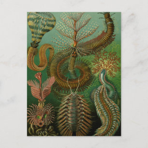 Cartão Postal Chaetopoda de Haeckel