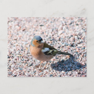 Cartão Postal Chaffinch