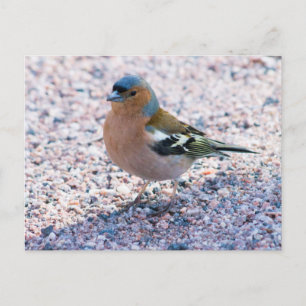 Cartão Postal Chaffinch