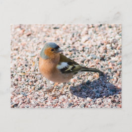 Cartão Postal Chaffinch