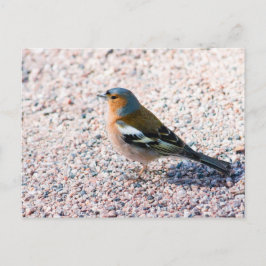 Cartão Postal Chaffinch