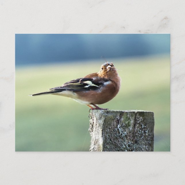 CARTÃO POSTAL CHAFFINCH (Frente)