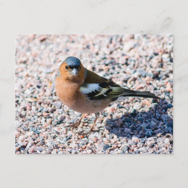 Cartão Postal Chaffinch (Frente)