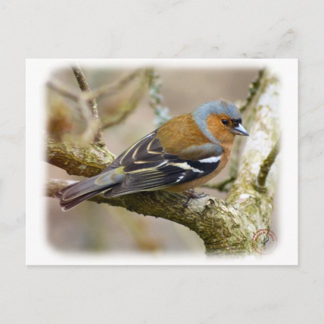 Cartão Postal Chaffinch 8R84D-22 (Frente)
