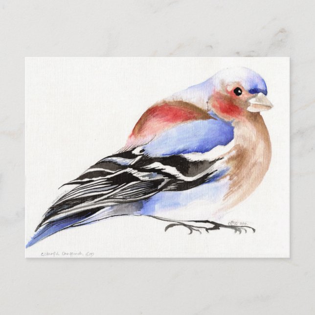 Cartão Postal Chaffinch colorido 2011 (Frente)