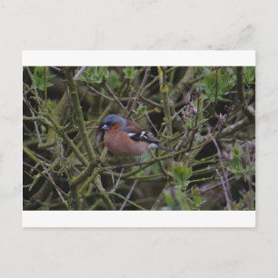 Cartão Postal Chaffinch em árvore