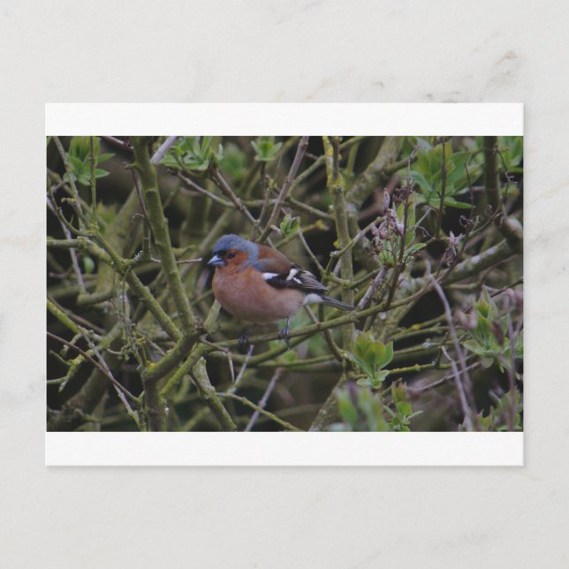 Cartão Postal Chaffinch em árvore (Frente)