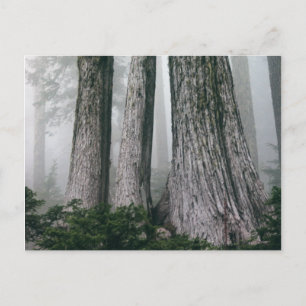 Cartão Postal Chamando a Floresta