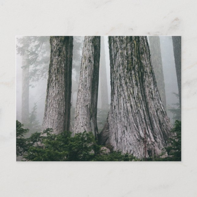 Cartão Postal Chamando a Floresta (Frente)