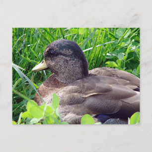 Cartão Postal Chame Duck Drake